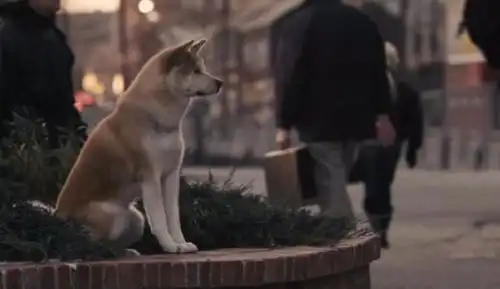 明日方舟嵯峨原型和元素考据,秋田僧兵与金刚力士