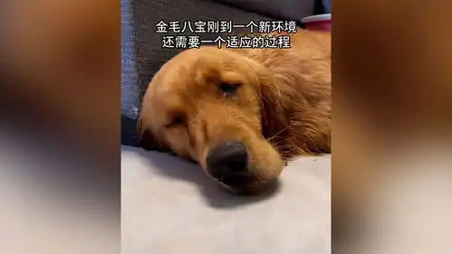 主人溺亡忠犬金毛不吃不喝河边苦守
