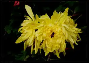 满城尽带黄金甲黄秋菊习作
