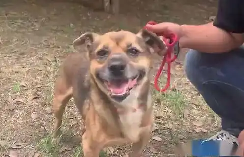 主人因新冠疫情离世,狗狗苦守医院3个多月堪称现实版忠犬八公