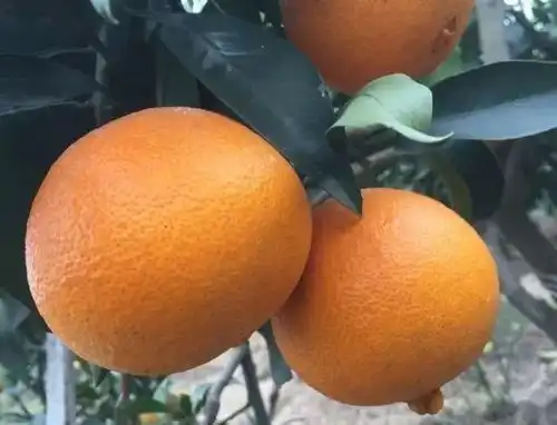 马屿这个地方的柑橘很甜,你吃过吗
