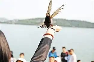 颐和园为保护雨燕首次封闭廓如亭