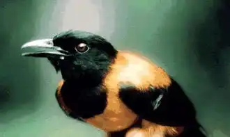 这六种生物体型不大却一招致命,图一释放一次毒液就能杀死数十人,千万别碰上最后一种