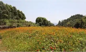 黄石阳新仙岛湖天空之城一日游