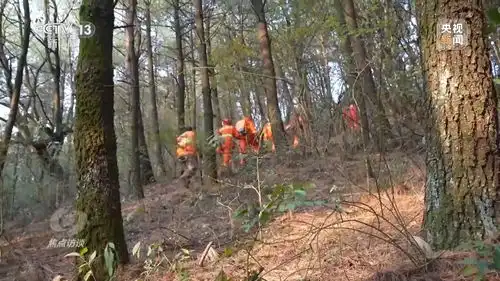 焦点访谈丨严防小火酿大祸清明前后怎么严防森林火灾
