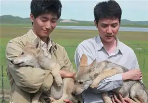 大猫电影怎么看不了