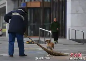 现实版忠犬八公小狗每天帮清扫工主人捡垃圾