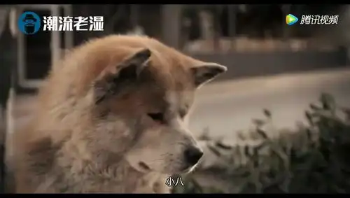 忠犬八公忠犬小八原地等候主人十年催人泪下