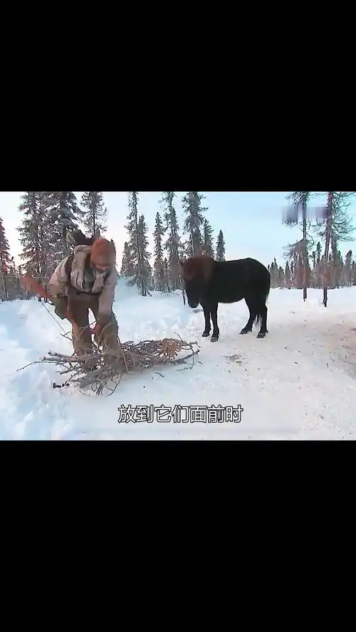 荒野生存硬汉爱马士阿拉斯加养马,穷到喂树枝
