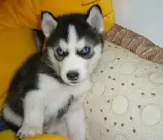 标题苏州哪里出售哈士奇犬.苏州哪里卖三火蓝眼哈士奇.苏州哈士奇犬价格
