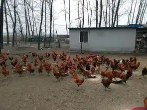 淮南市寿县一农民身残志坚,蜗居16年做生态养殖