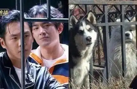 神撞脸动物的明星,你觉得哪个最像
