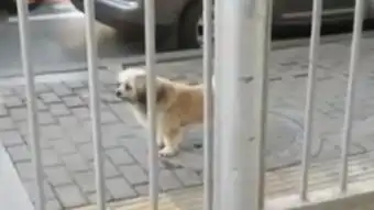 现实版忠犬八公主人离世小狗原地苦等三年