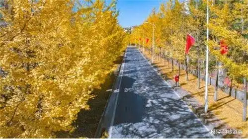 恰是暖冬好时节,满城尽带黄金甲仙女山初冬惊艳了时光