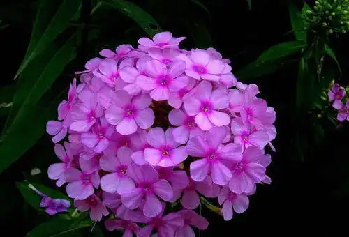 名字可爱的3种花,小天蓝绣球榜上有名,你见过几个