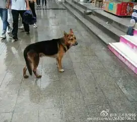 巴中版忠犬八公雨中苦等主人