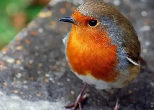 英国国宝是什么