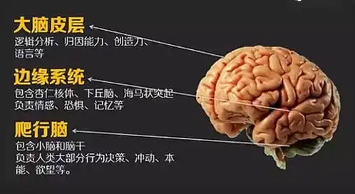 找到你生存发展的内核基因旦夕