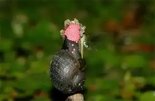 6种不正确食物吃法小心吃下寄生虫