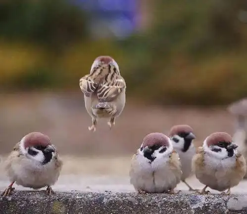 馋疯了男子毒杀200多只被抓麻雀多达16亿只,为何还要去保护