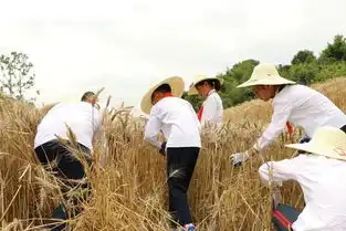 风吹麦浪有我农耕的身影,滨江区中小学生有了劳动实践教育基地