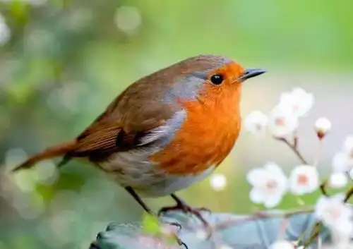 世界各国的国宝动物,你知道几个