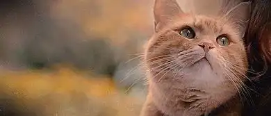 养猫鄙视链我就养个猫,你凭啥鄙视我