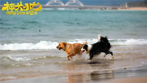 神犬小七第二季收官海洋副本再续萌宠神话
