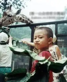 他韩红的侄子也是宋丹丹儿子征服我的是他的演技