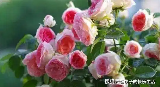 喜欢菊花,不如试试精品玫瑰可爱多,花开粉嫩,飘香四溢