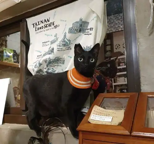 黑猫们有礼貌地排队吃饭,店主纳闷自己只养一只呀