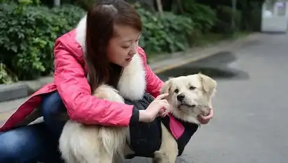 成都忠犬八公原地等待主人半年不离,只可惜这主人是负心汉
