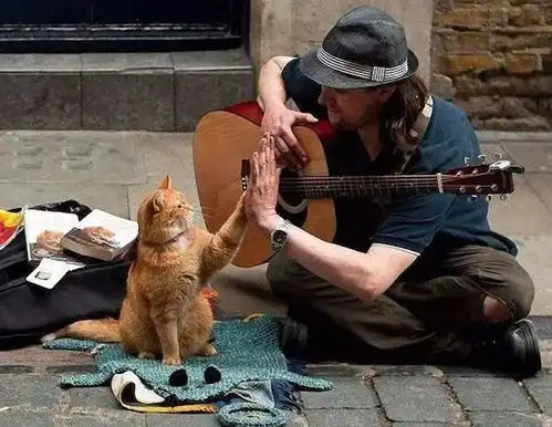 爱玩线的流浪猫