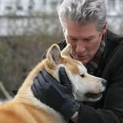 感人的故事不可多得,如何评价忠犬八公的故事