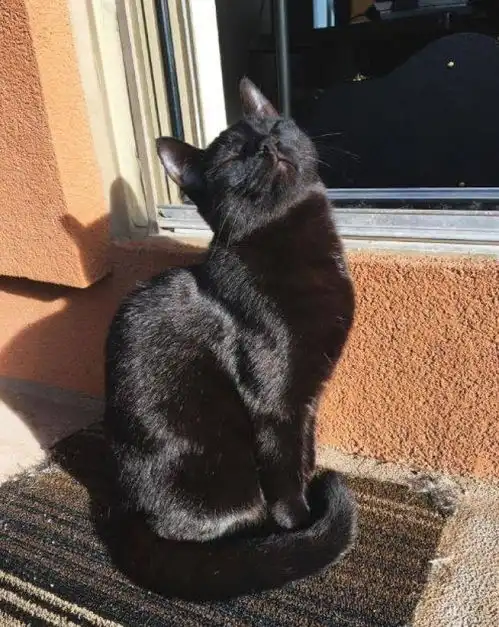 喵皇94霸道又任性15个千万别因为可爱就养猫的理由