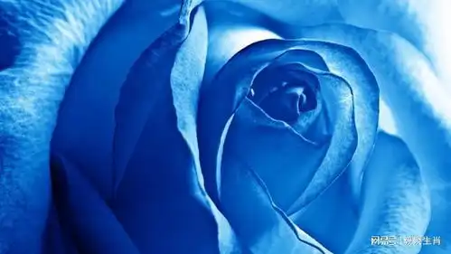 11月,强势转运,富足无忧的3个生肖,走路踩狗屎,赚钱没压力生肖牛生肖蛇生肖鼠好运网易订阅
