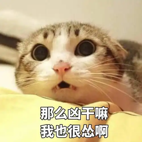 表示惊讶的表情包猫咪