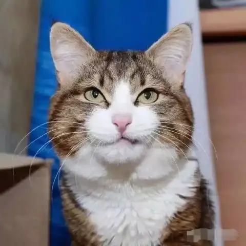 猫咪界的表情帝,活脱脱的行走的表情包