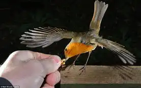 知更鸟人类手中取食摄影师抓拍精彩画面组图