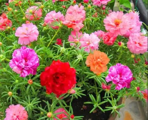 天盛长歌第48集剧照,天盛长歌图片
