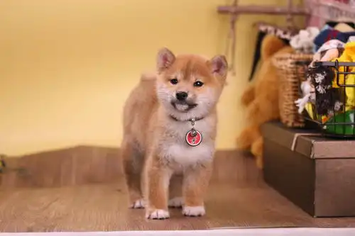 秋田犬和柴犬到底有什么关系柴犬优缺点分析

