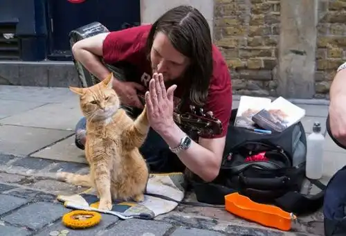 流浪猫鲍勃突然去世,14年喵生今朝已完,改变一个人,感动无数人