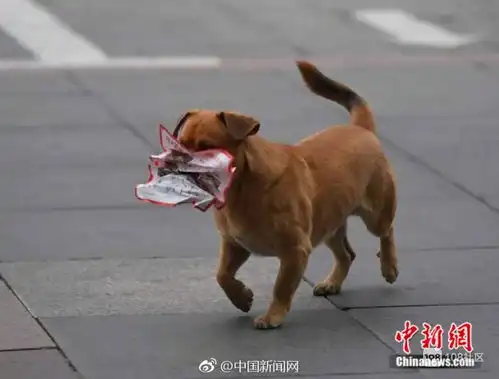 现实版忠犬八公,小狗每天帮清扫工主人捡垃圾一直陪着主人