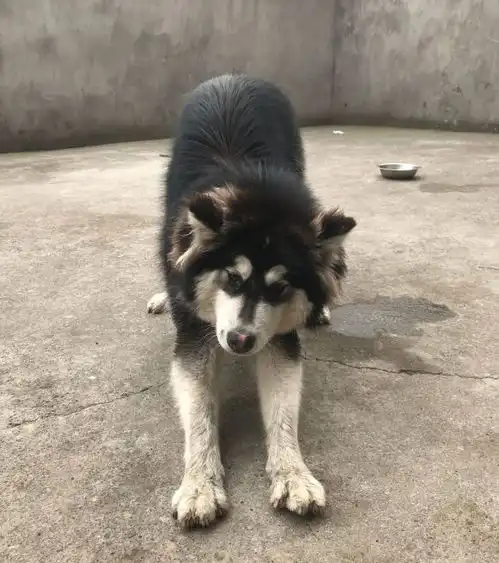 阿拉斯加开始过老年生活,它在屋里睡觉,在院里晒太阳
