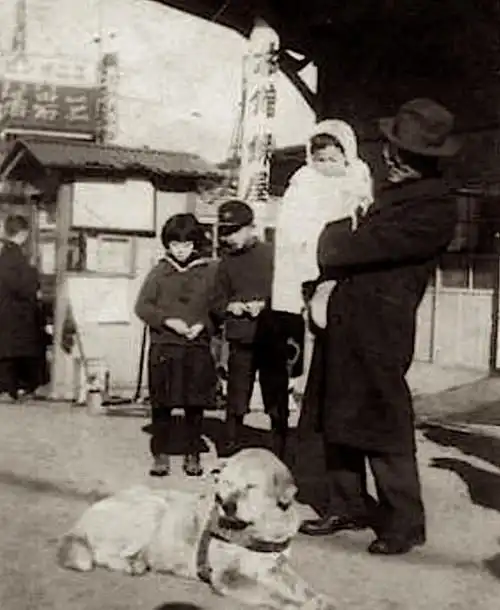 日综首次曝光忠犬八公背后不为人知的故事它最终,其实等到了与主人的重聚...