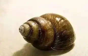 吃一口就有6000条寄生虫多地美食街都在卖这些千万别生吃