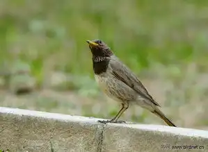 校园里的两只鸫