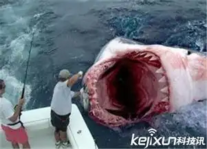 食人鱼大战巨齿鲨场面残忍震惊世界
