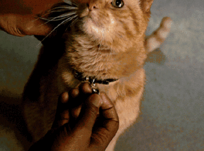 我噬元兽超凶橘猫表情包噬元兽队长表情包图片下载乐游网游戏下载