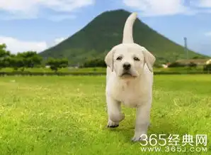 实习警犬物语影片简介实习警犬物语大结局365经典网
